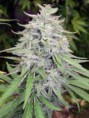 Banghi Haze
